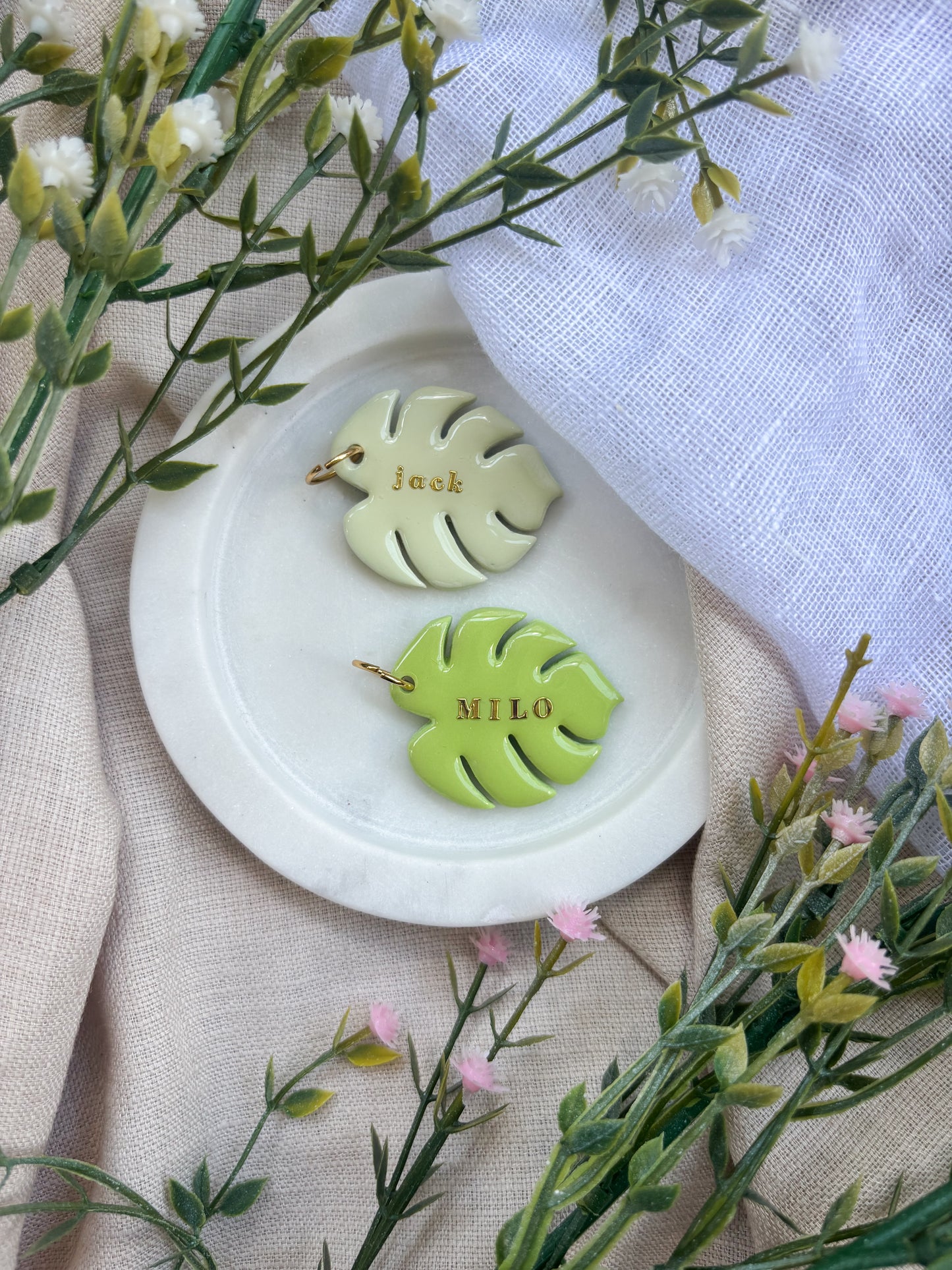 Monstera Magic